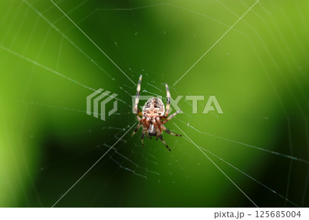 円網を張る小型のコガネグモ科オニグモ属の仲間（晴天下自然光マクロ撮影） 125685004