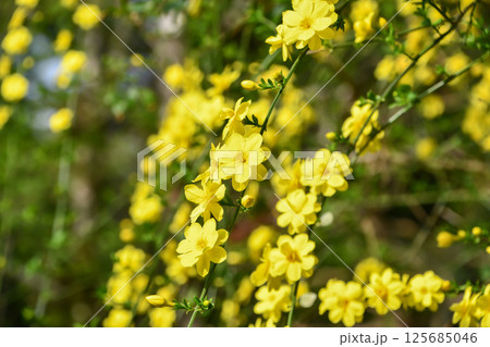 オウバイ オウバイ 125685046