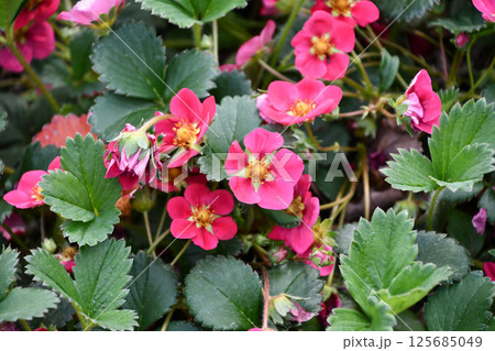 オランダイチゴ「トスカーナ」の花 オランダイチゴ「トスカーナ」の花 125685049