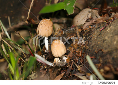 林道脇の倒木に生える薄茶色のかわいいコキララタケ茸たち(自然環境下ストロボマクロ撮影) 林道脇の倒木に生える薄茶色のかわいいコキララタケ茸たち(自然環境下ストロボマクロ撮影) 125685054