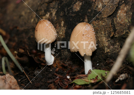 林道脇の倒木に生える薄茶色のかわいいコキララタケ茸たち(自然環境下ストロボマクロ撮影) 林道脇の倒木に生える薄茶色のかわいいコキララタケ茸たち(自然環境下ストロボマクロ撮影) 125685081