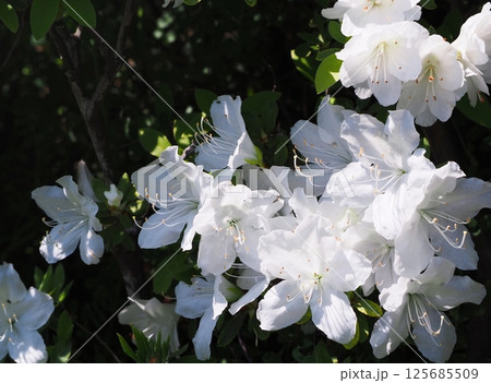 白いツツジの花 白いツツジの花 125685509