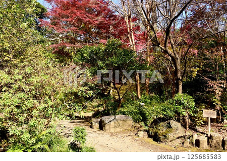 静岡県 三島市立公園楽寿園万葉の森散策路と紅葉 静岡県 三島市立公園楽寿園万葉の森散策路と紅葉 125685583