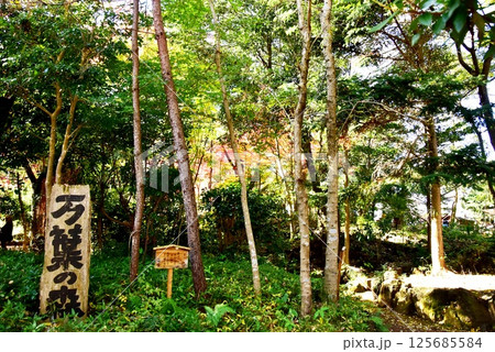 静岡県　三島市立公園楽寿園の万葉の森 125685584