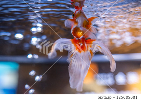 金魚 金魚 125685681
