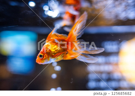 金魚 金魚 125685682