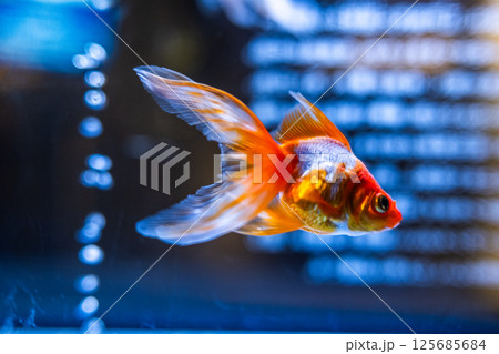 金魚 125685684