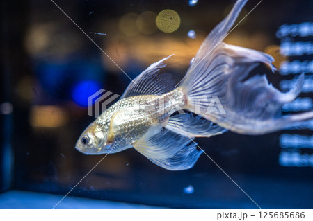 金魚 金魚 125685686