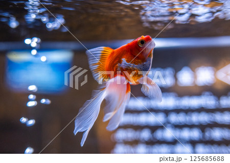 金魚 125685688