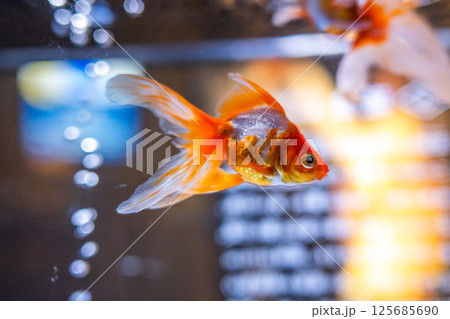 金魚 125685690