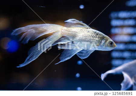 金魚 125685691