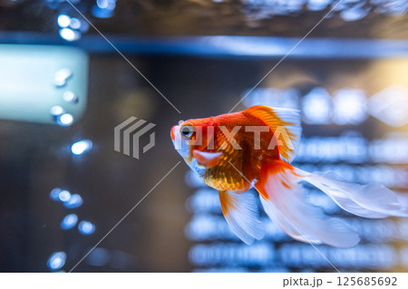 金魚 金魚 125685692