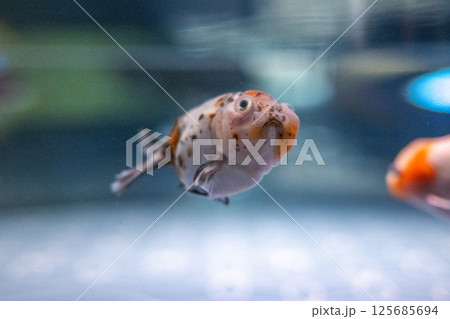 金魚 125685694