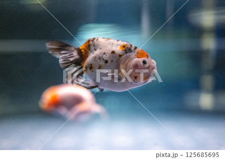 金魚 125685695