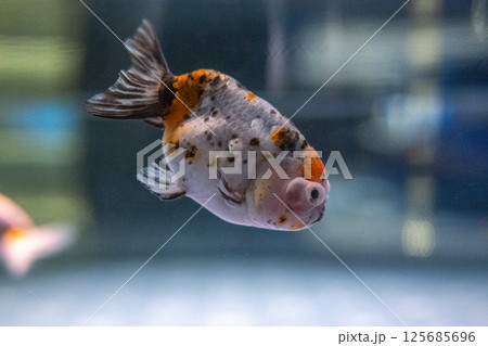 金魚 125685696