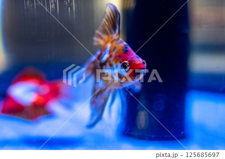 金魚 125685697