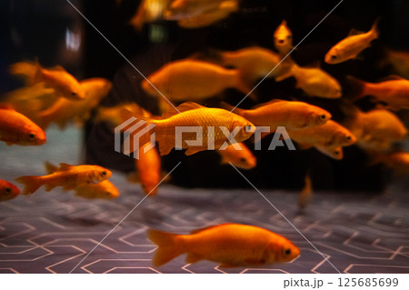 金魚 125685699