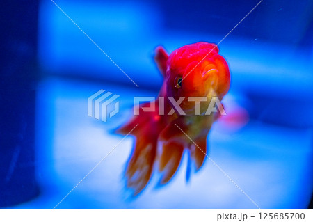 金魚 125685700