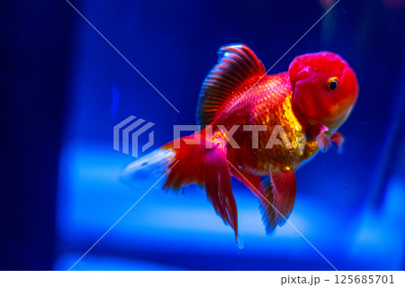 金魚 125685701