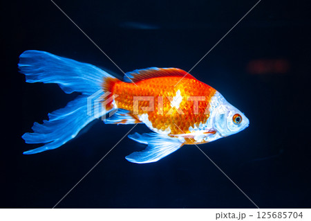 金魚 金魚 125685704