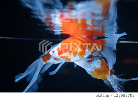 金魚 125685705
