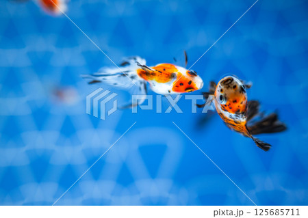 金魚 125685711