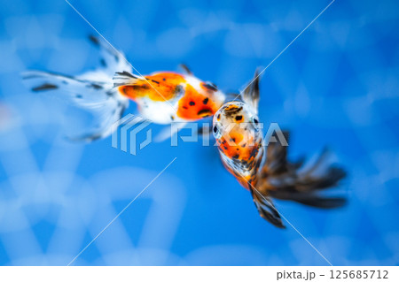 金魚 金魚 125685712