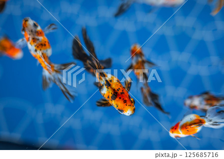 金魚 125685716