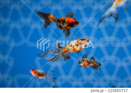 金魚 125685717