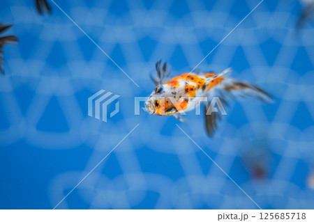 金魚 金魚 125685718