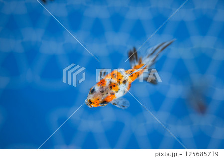 金魚 125685719
