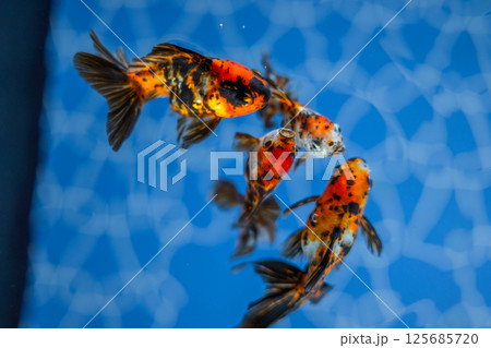 金魚 金魚 125685720