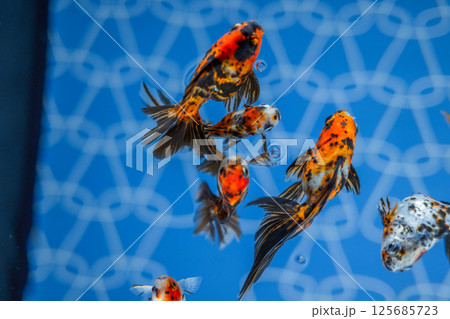金魚 125685723