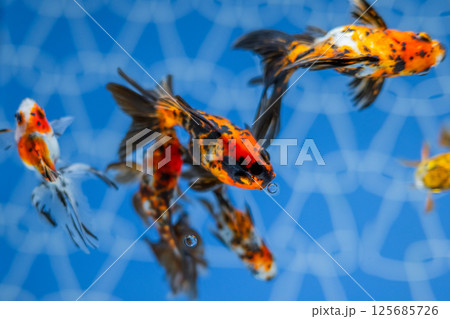 金魚 125685726