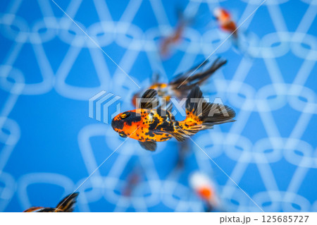 金魚 125685727
