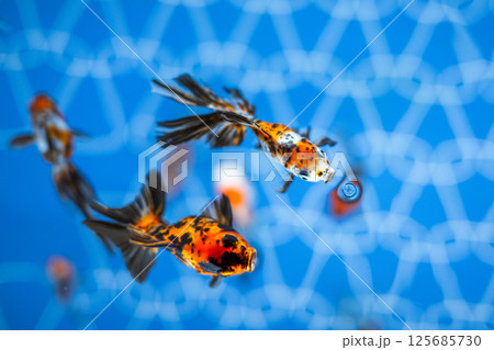 金魚 125685730