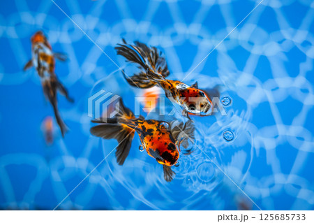 金魚 金魚 125685733