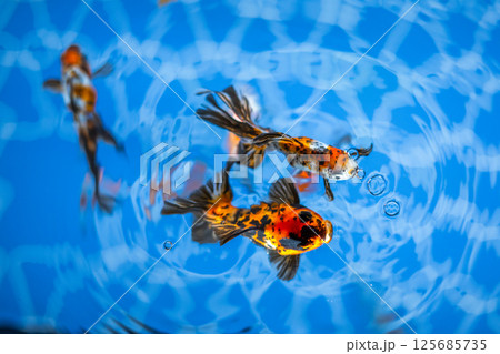金魚 金魚 125685735