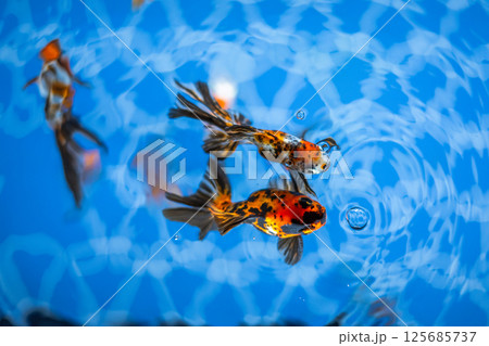 金魚 金魚 125685737