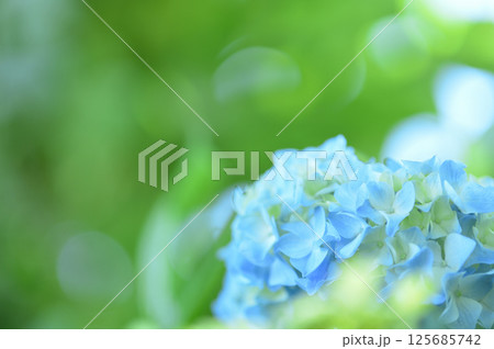 近所のあじさい 近所のあじさい 125685742