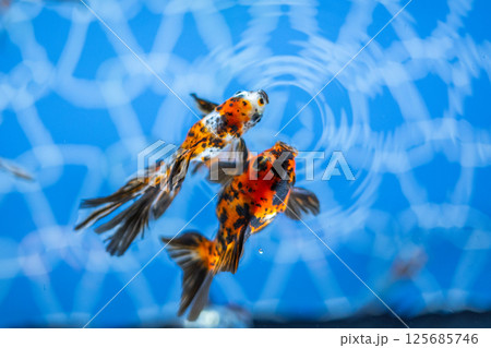 金魚 125685746