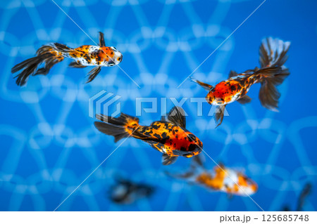 金魚 金魚 125685748