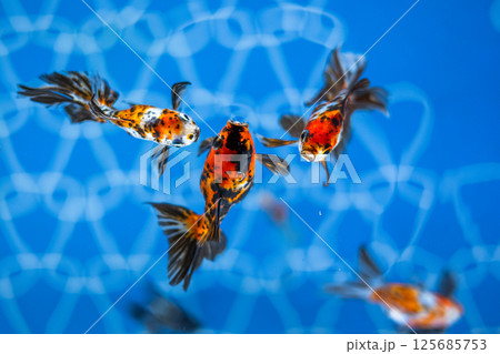 金魚 金魚 125685753