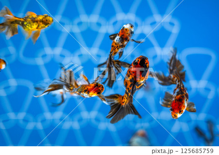 金魚 金魚 125685759