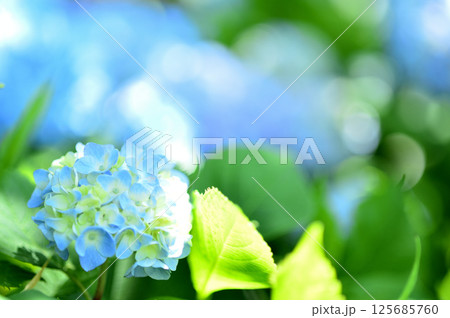 近所のあじさい 125685760