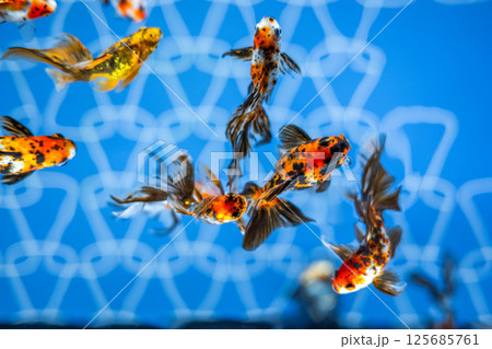 金魚 125685761