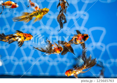 金魚 金魚 125685763