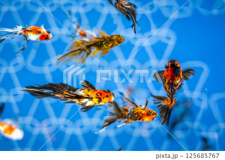 金魚 125685767
