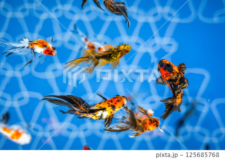金魚 125685768