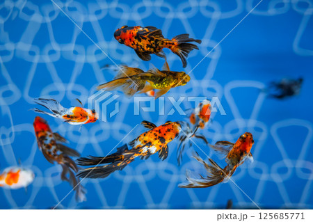 金魚 125685771